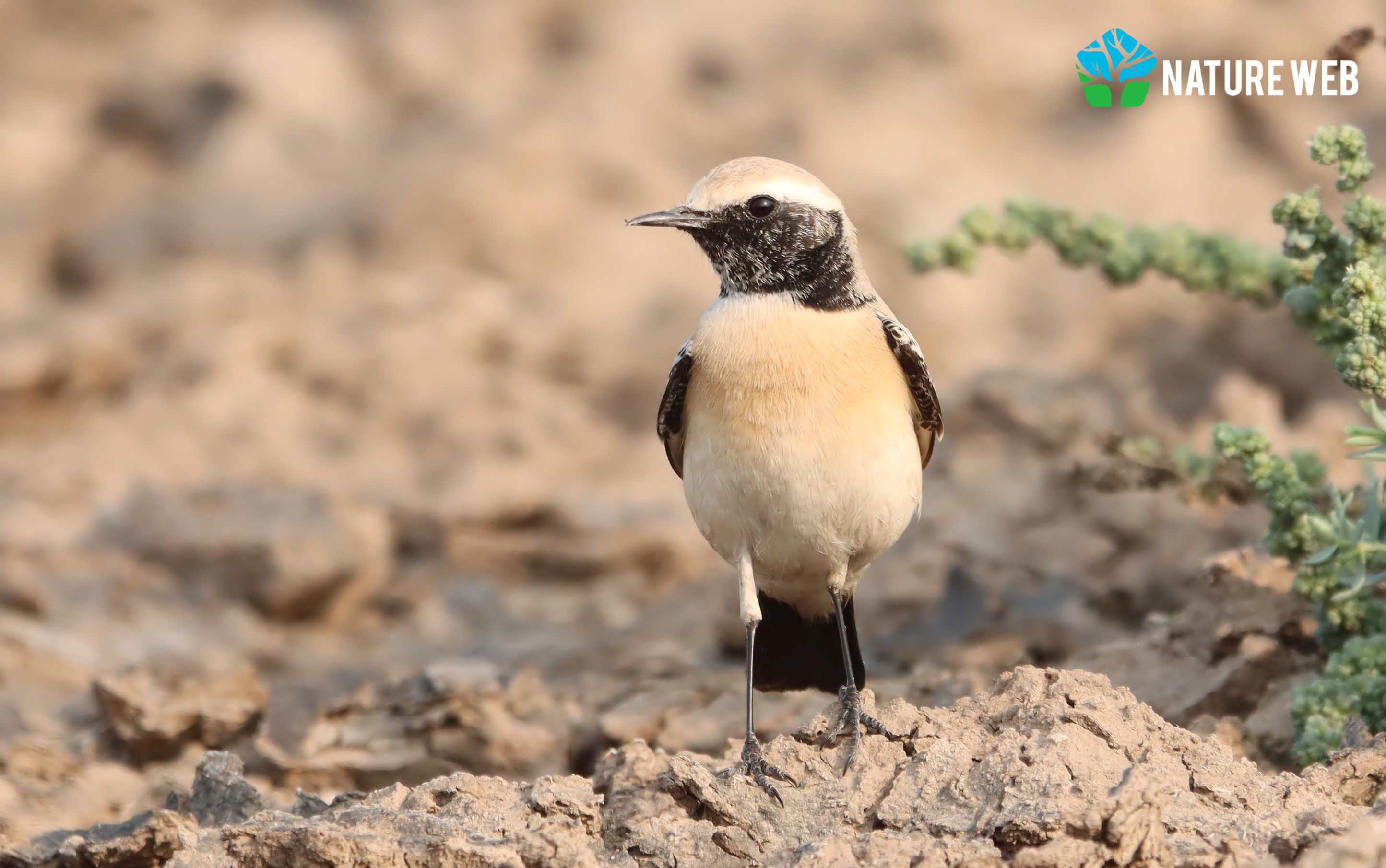 Desert Wheatear